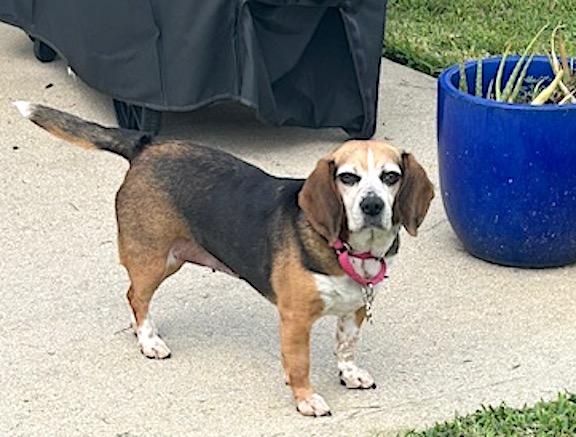 Liddy, a Adoptable Beagle in Tomball, TX image 2/6