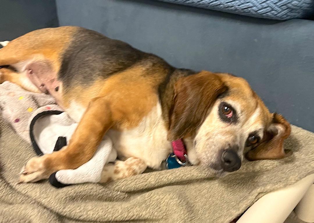 Liddy, a Adoptable Beagle in Tomball, TX image 3/6