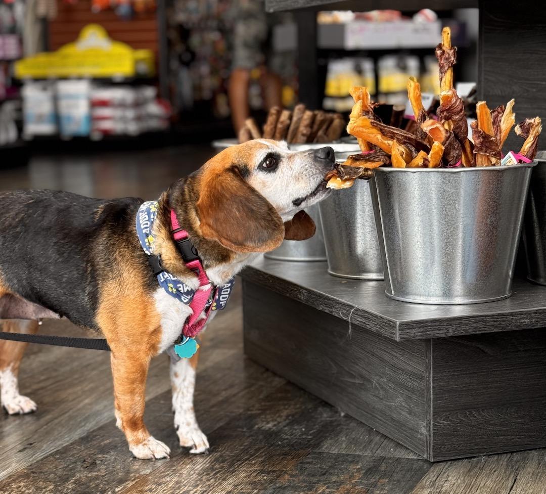 Liddy, Adoptable, Adult Female Beagle.