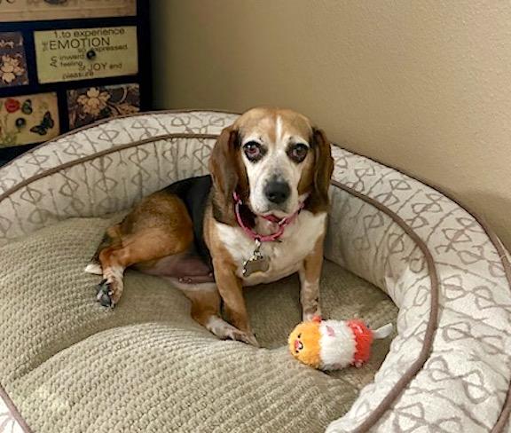 Liddy, a Adoptable Beagle in Tomball, TX image 4/6