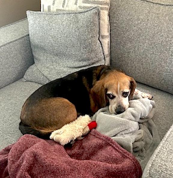 Liddy, a Adoptable Beagle in Tomball, TX image 5/6