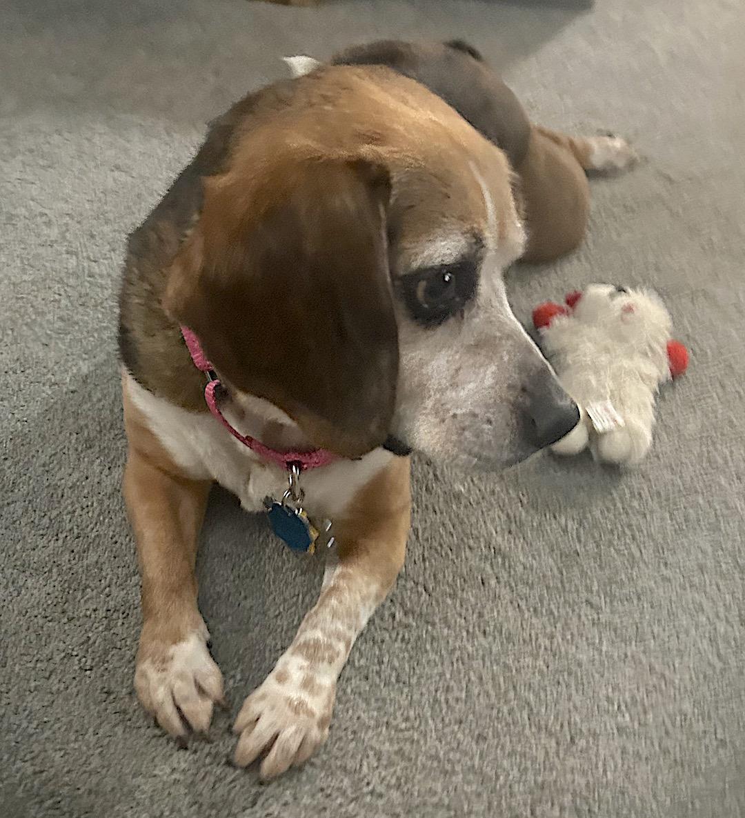 Liddy, a Adoptable Beagle in Tomball, TX image 6/6