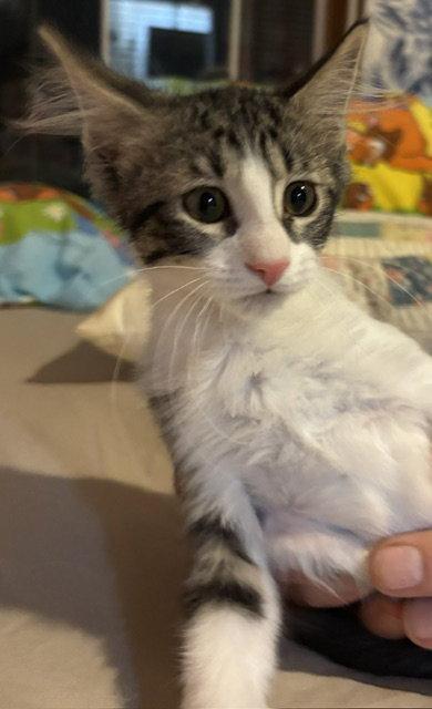 Red Rover, Adoptable, Kitten Female Domestic Long Hair.