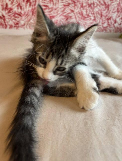 Enlarge Red Rover, a Adoptable Domestic Long Hair in Wheaton, IL image 2/3