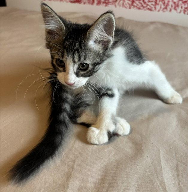 Enlarge Red Rover, a Adoptable Domestic Long Hair in Wheaton, IL image 3/3