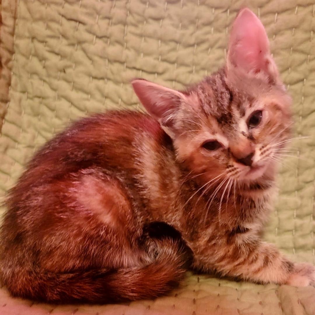 Sheena, adopted, Kitten Female Domestic Short Hair & Tortoiseshell.