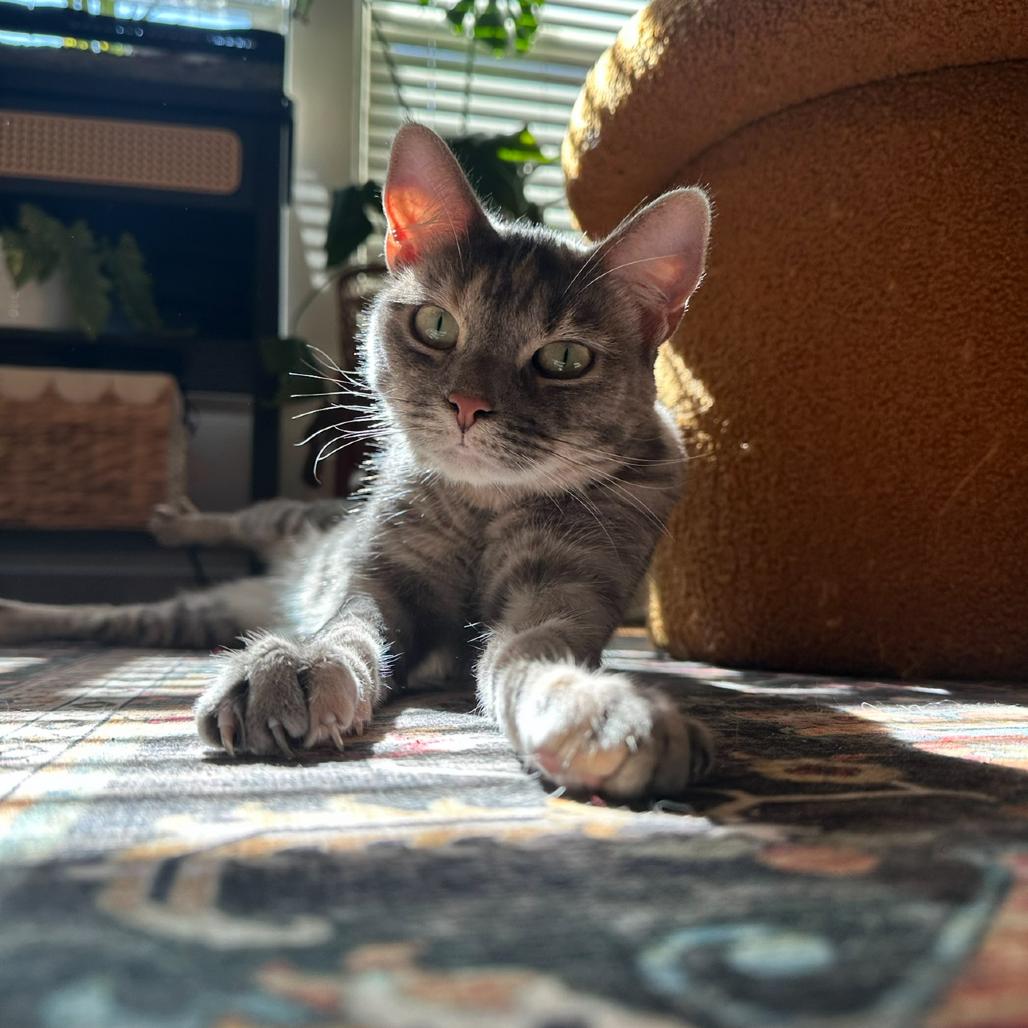 Evie, Adoptable, Adult Female Domestic Short Hair.