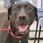 Enlarge Tango, an adoptable Mixed Breed in Georgetown, TX image 3/4