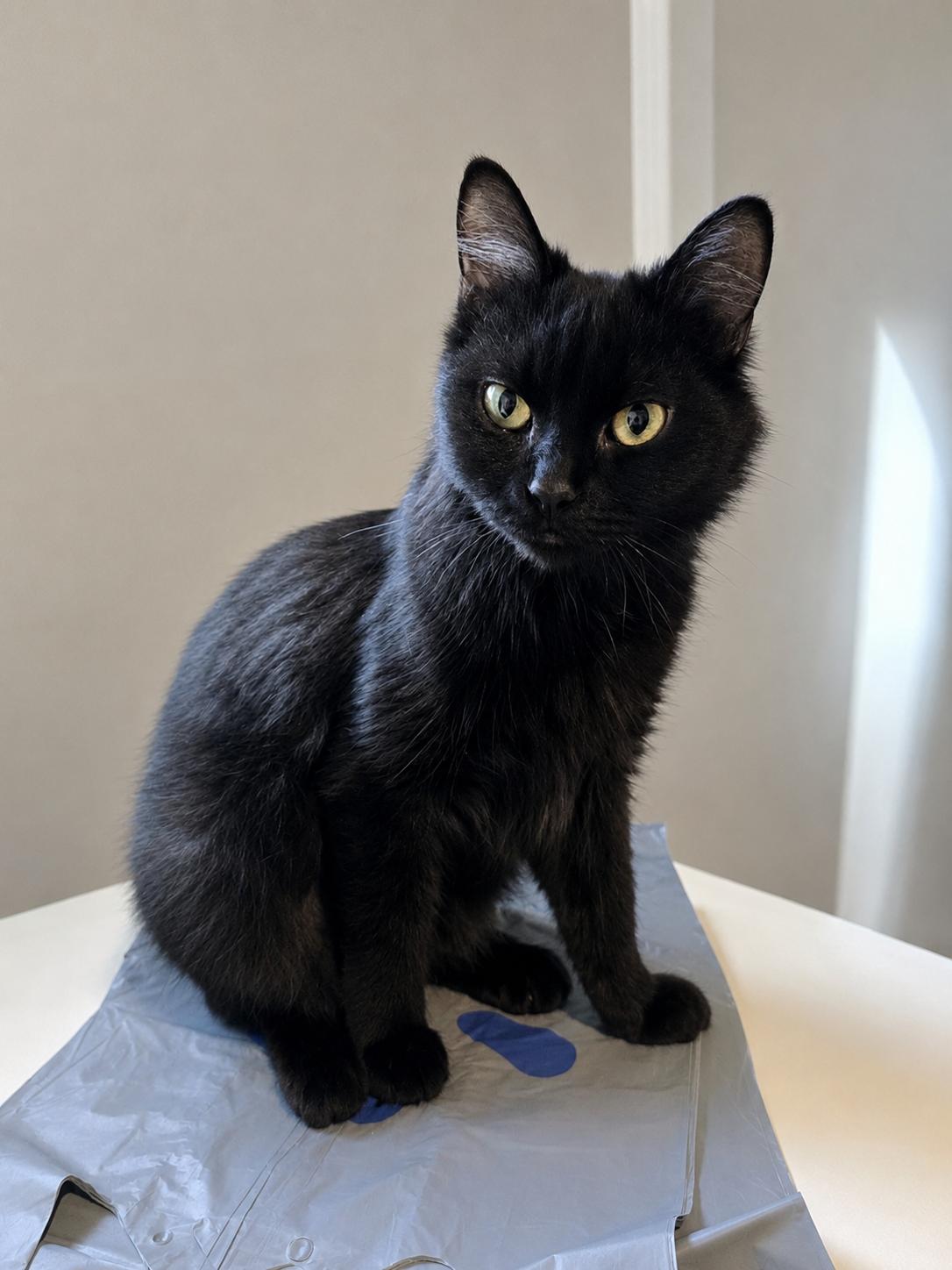 Missy Merica, Adoptable, Kitten Female Domestic Short Hair.