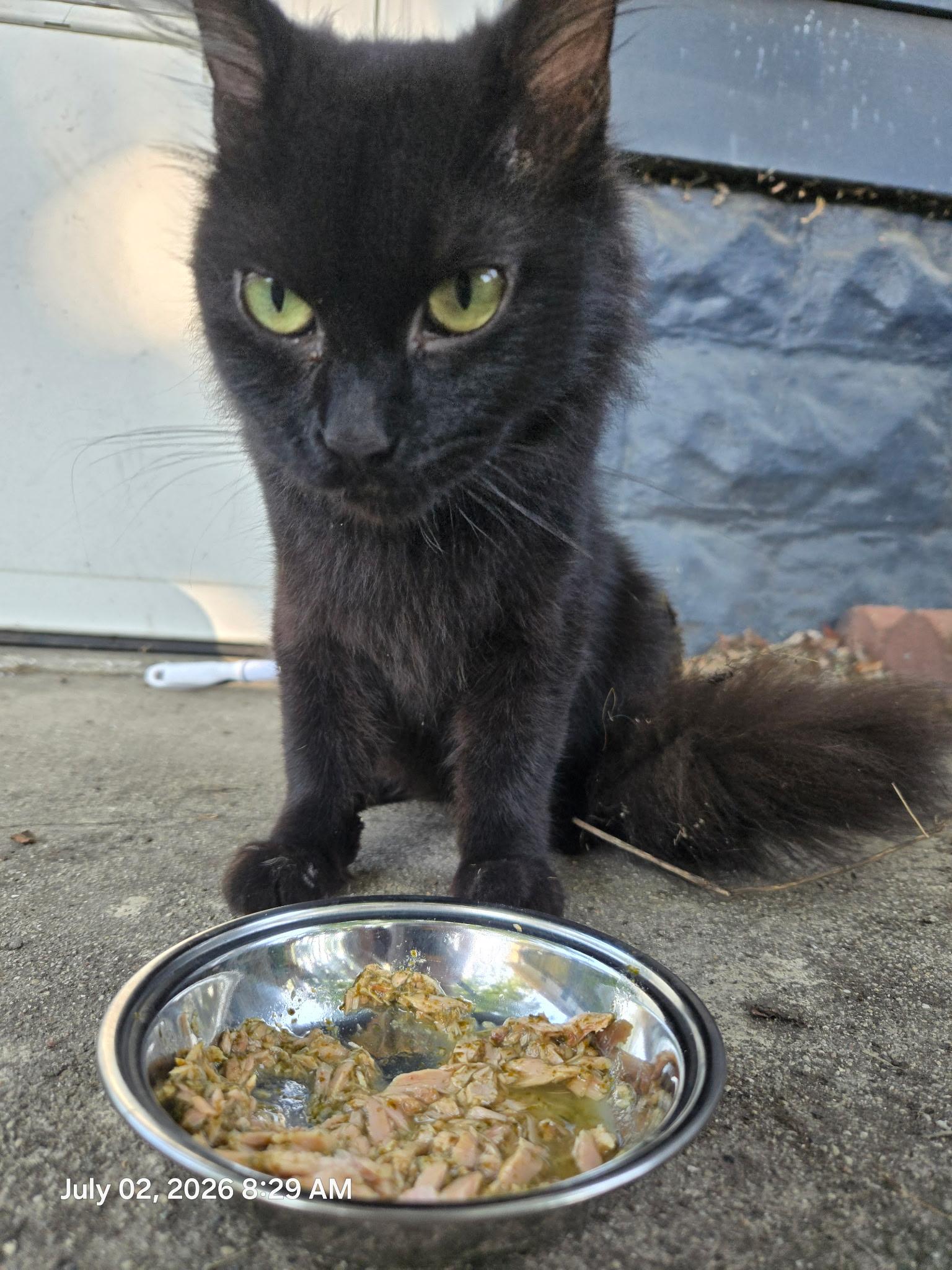 Enlarge Missy Merica, a Adoptable Domestic Short Hair in Indianapolis, IN image 3/3