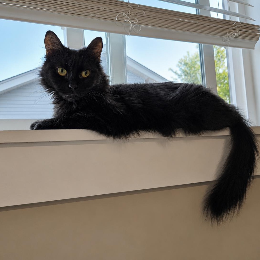 Enlarge Missy Merica, a Adoptable Domestic Short Hair in Indianapolis, IN image 2/3