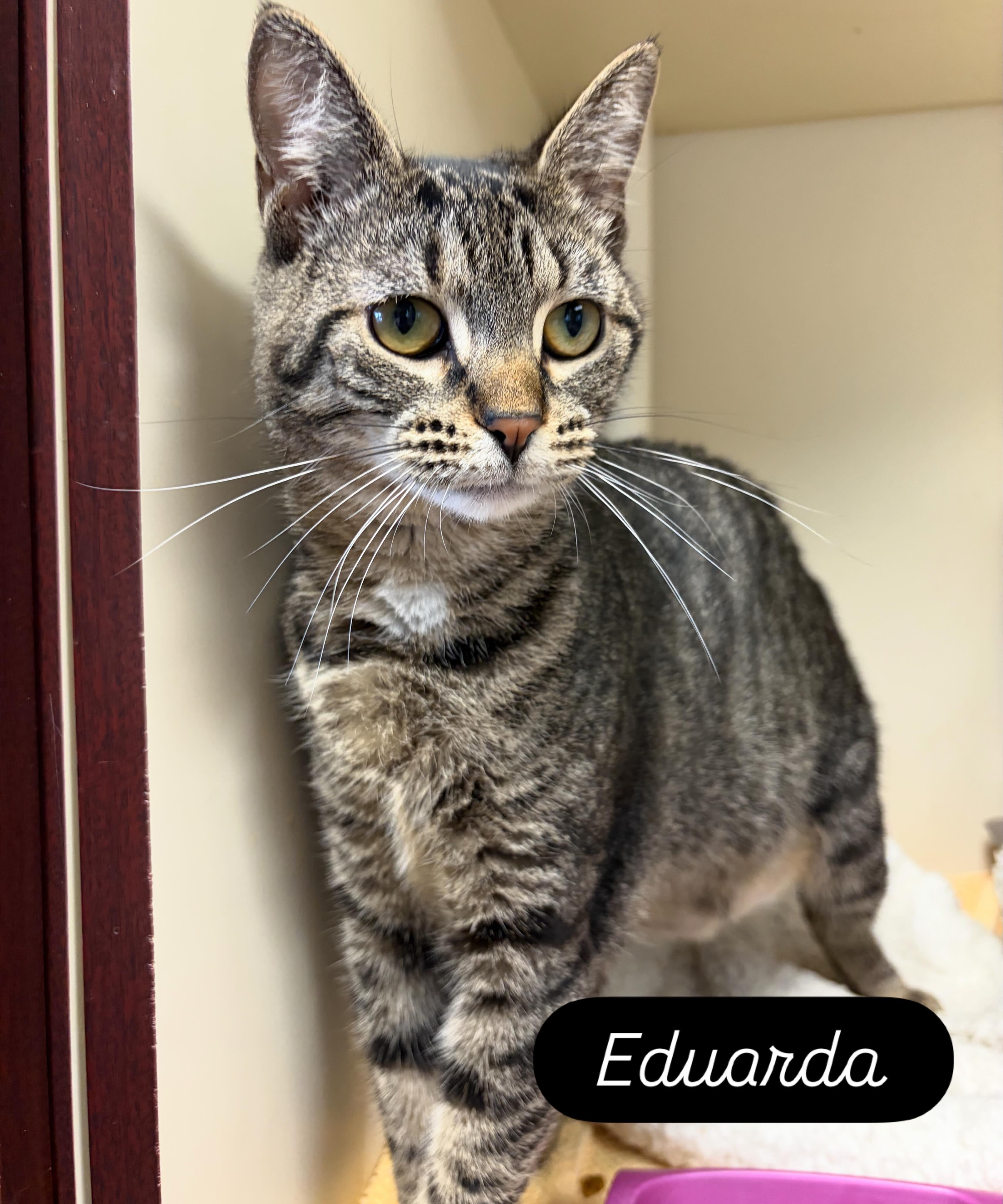 Enlarge Eduarda, a ADOPTABLE Domestic Short Hair in Somerset, NJ image 2/2