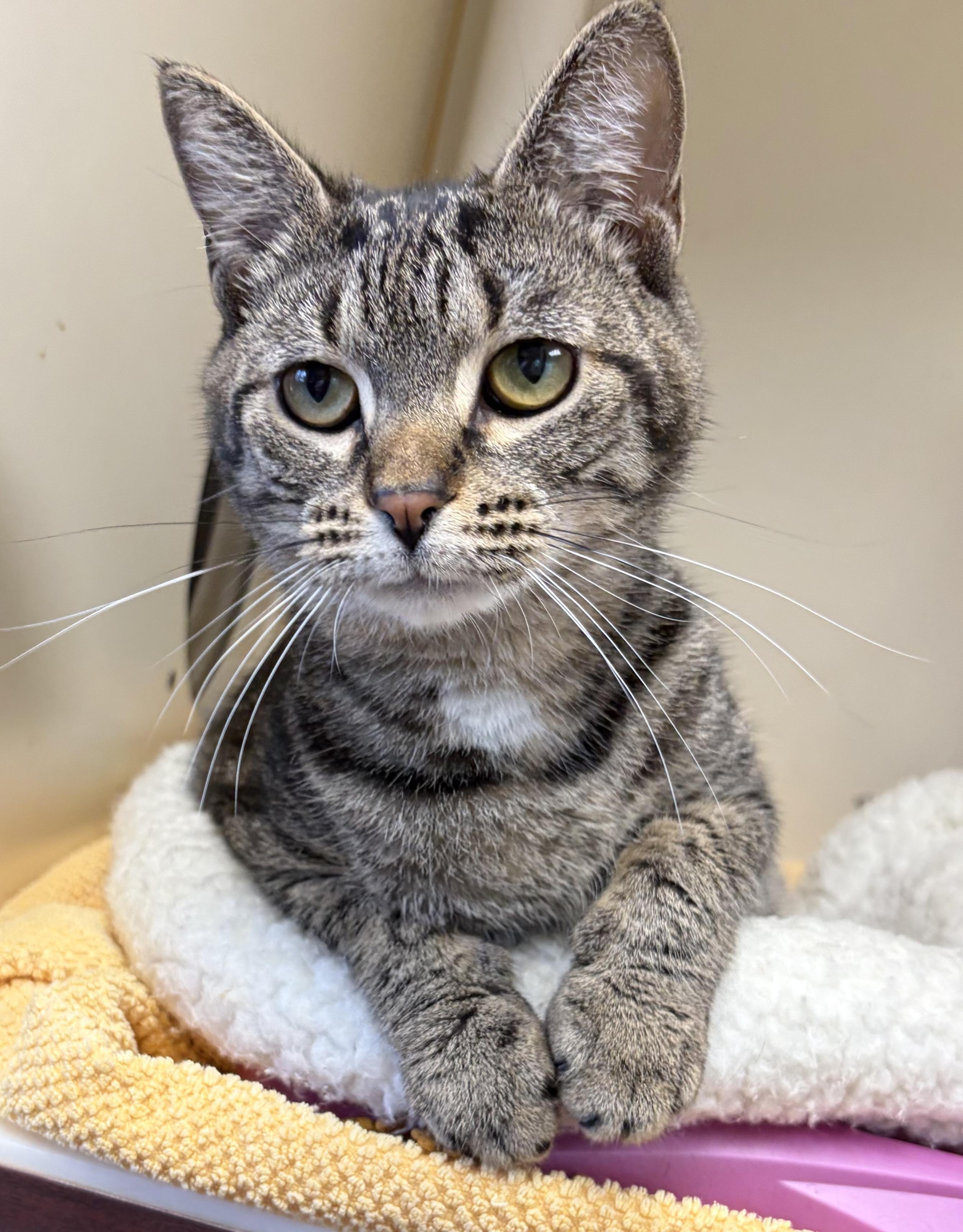 Enlarge Eduarda, a ADOPTABLE Domestic Short Hair in Somerset, NJ image 1/2