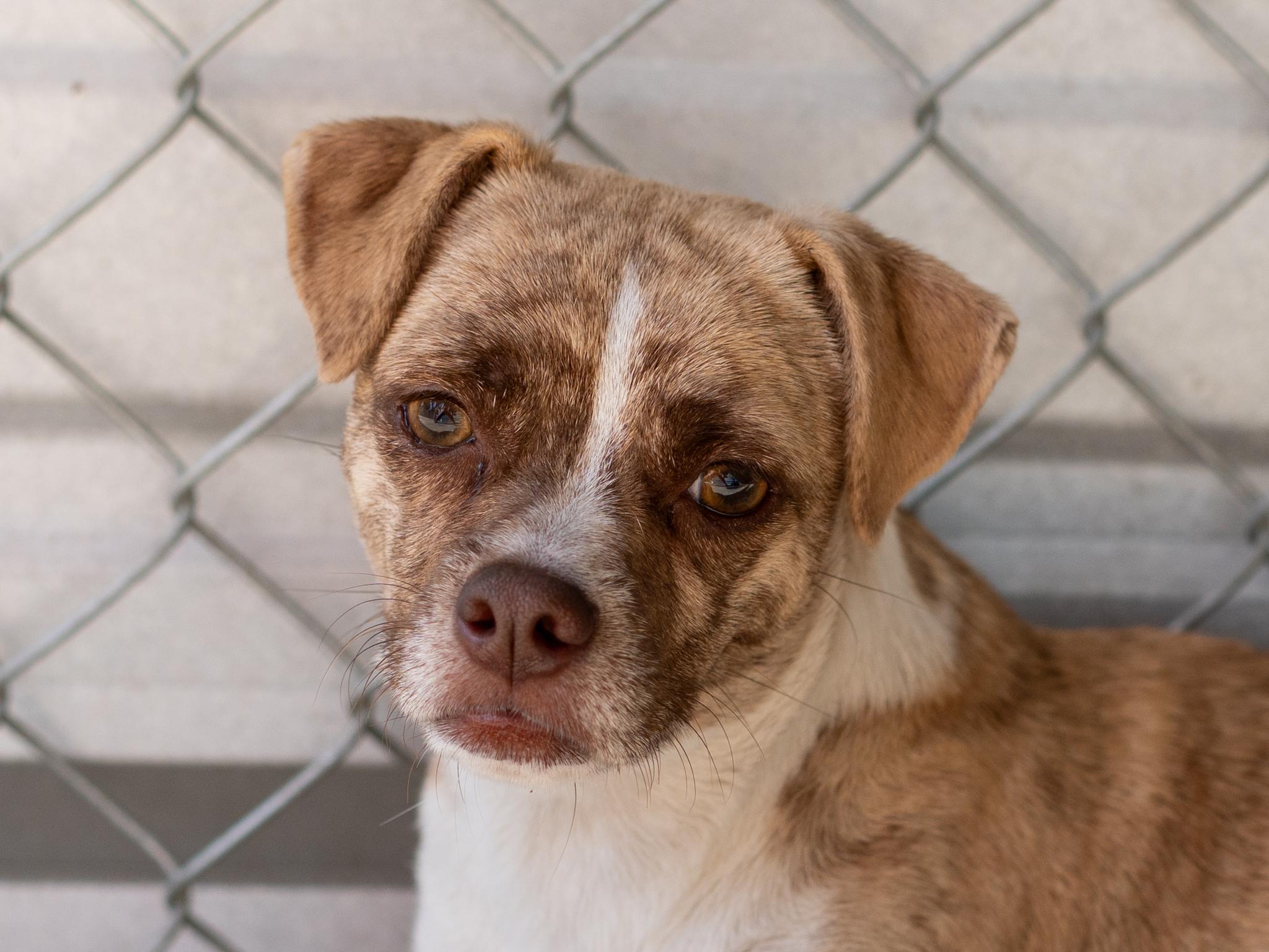 Enlarge KARI, a Adoptable mixed breed in Fresno, CA image 5/6