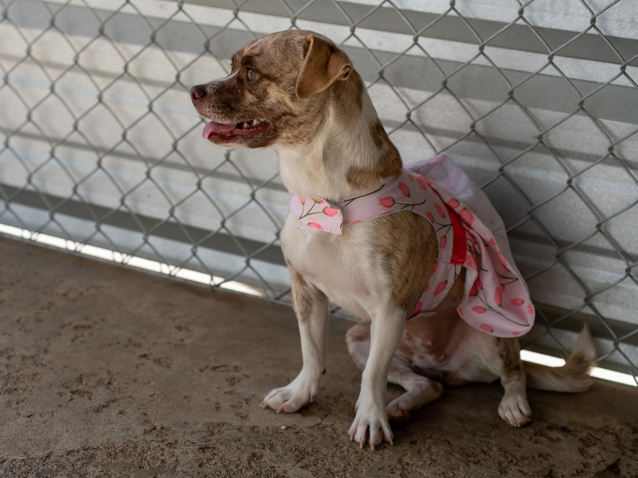 Enlarge KARI, a Adoptable mixed breed in Fresno, CA image 6/6