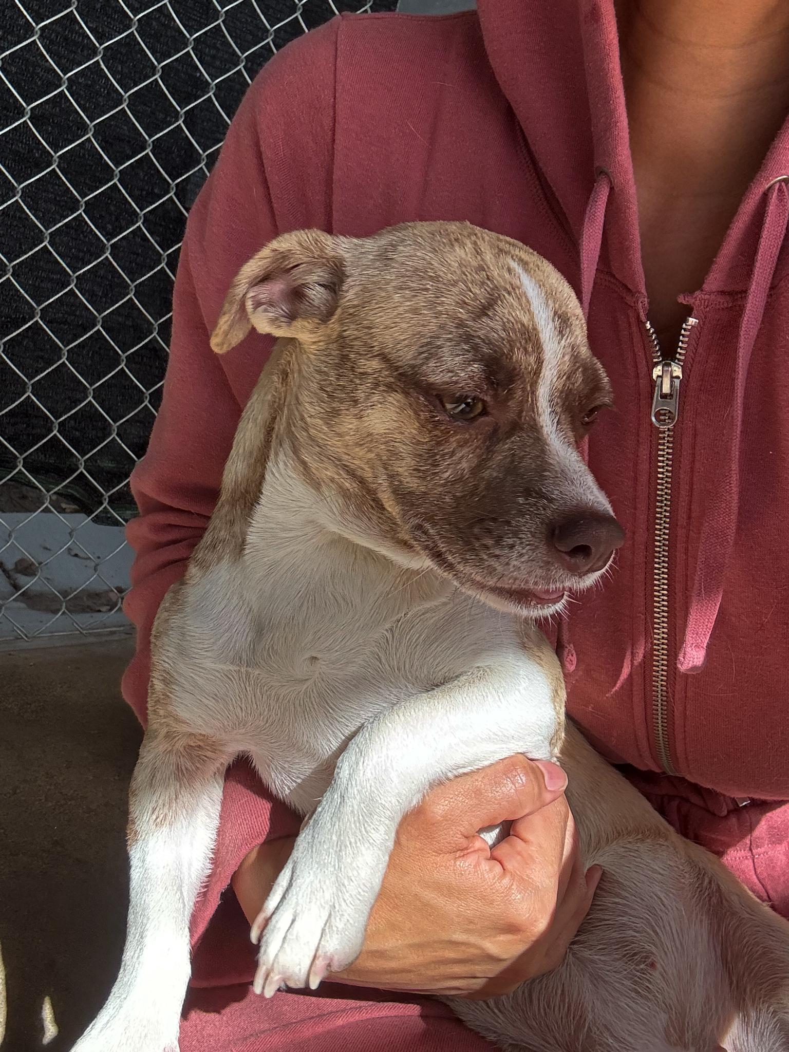 Enlarge KARI, a Adoptable mixed breed in Fresno, CA image 3/6