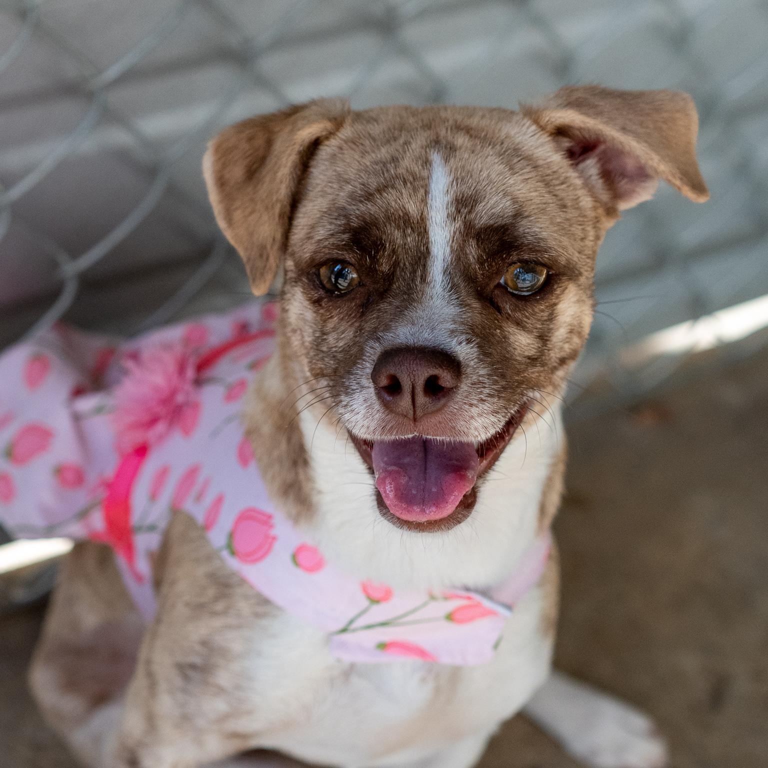 Enlarge KARI, a Adoptable mixed breed in Fresno, CA image 1/6