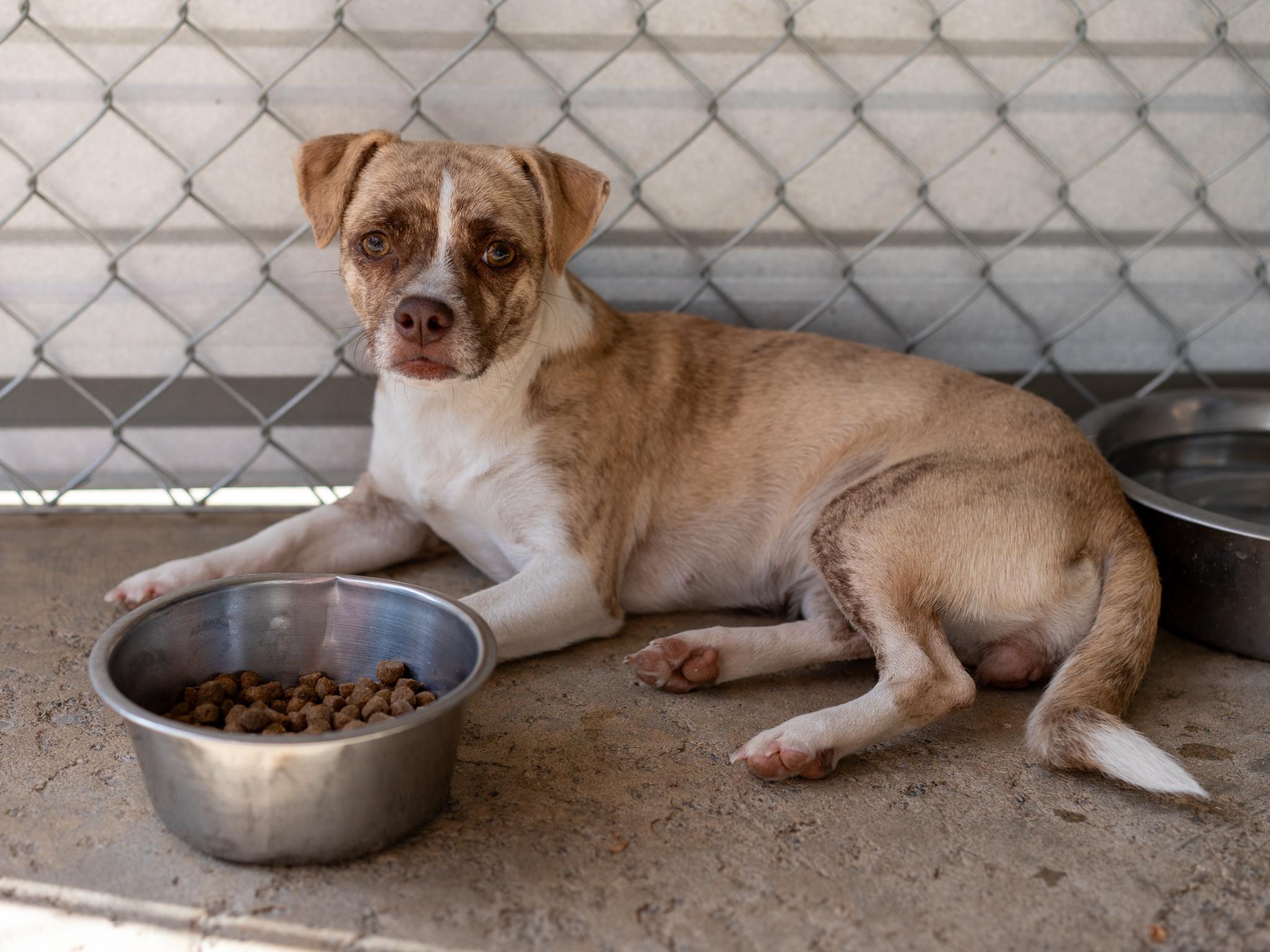 Enlarge KARI, a Adoptable mixed breed in Fresno, CA image 4/6