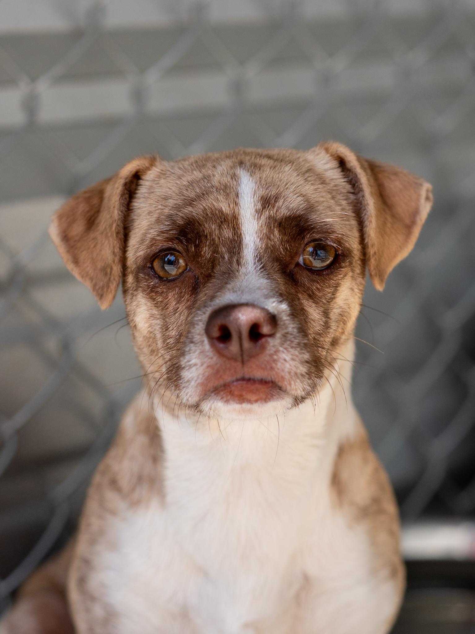 Enlarge KARI, a Adoptable mixed breed in Fresno, CA image 2/6