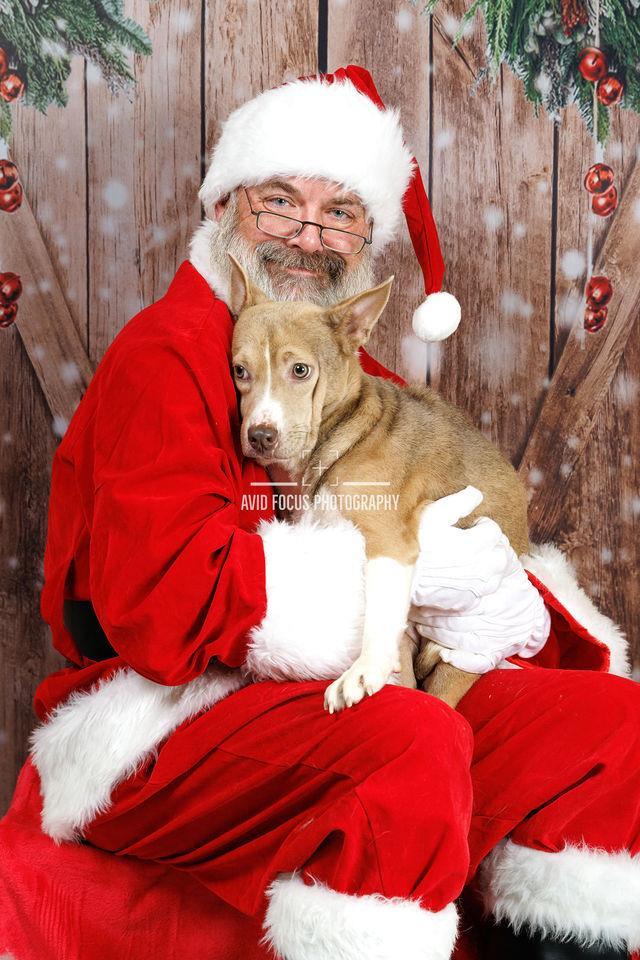 Enlarge Penny, a Adoptable mixed breed in Rockwall, TX image 1/3