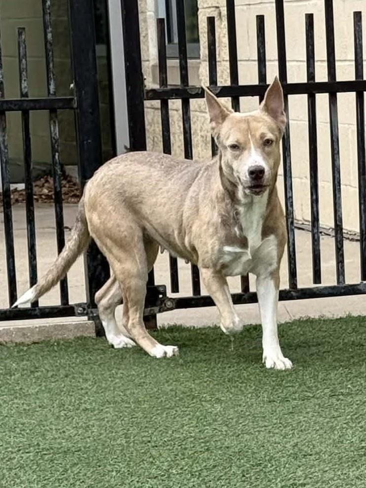 Enlarge Penny, a Adoptable mixed breed in Rockwall, TX image 2/3