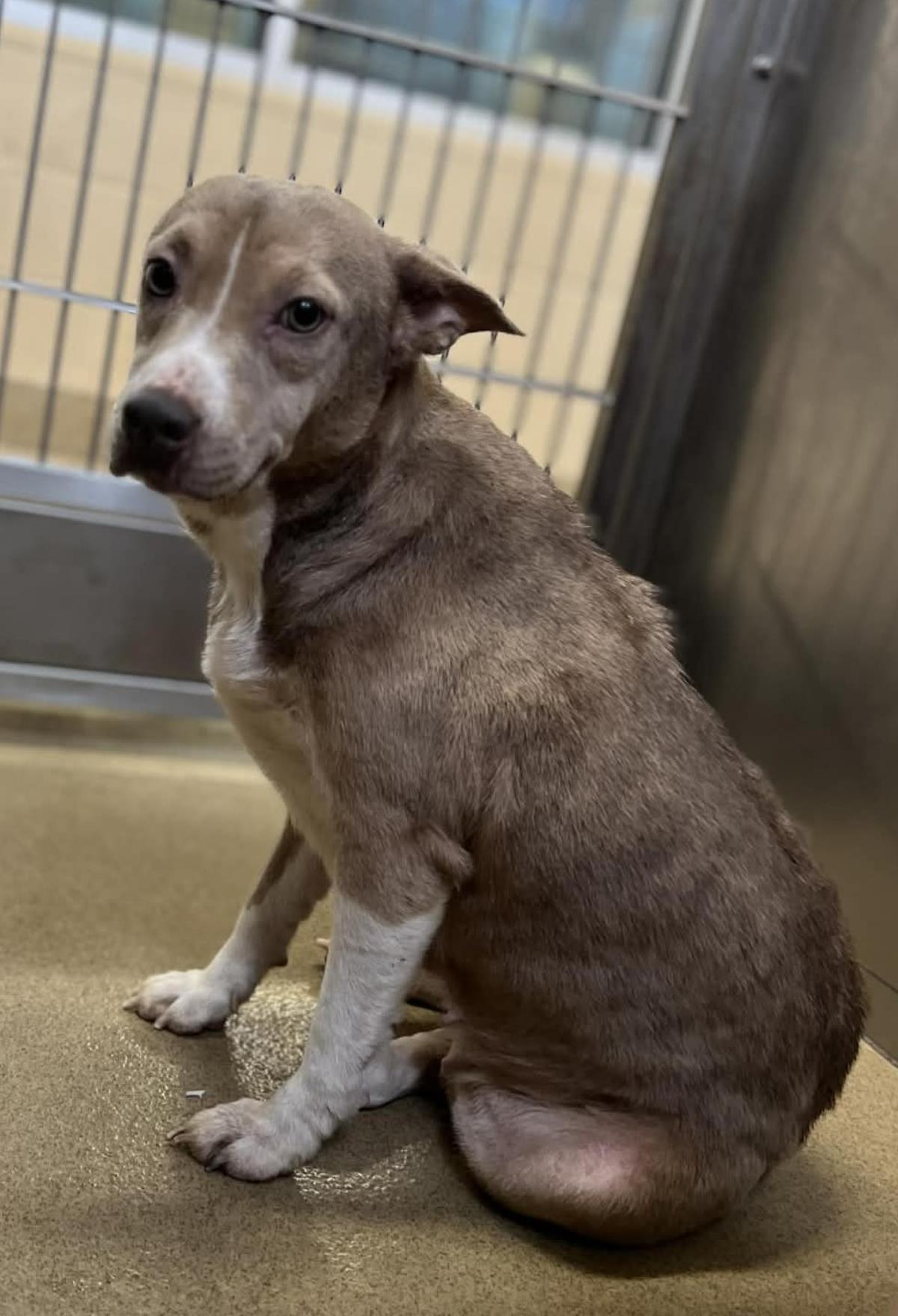 Enlarge Penny, a Adoptable mixed breed in Rockwall, TX image 3/3