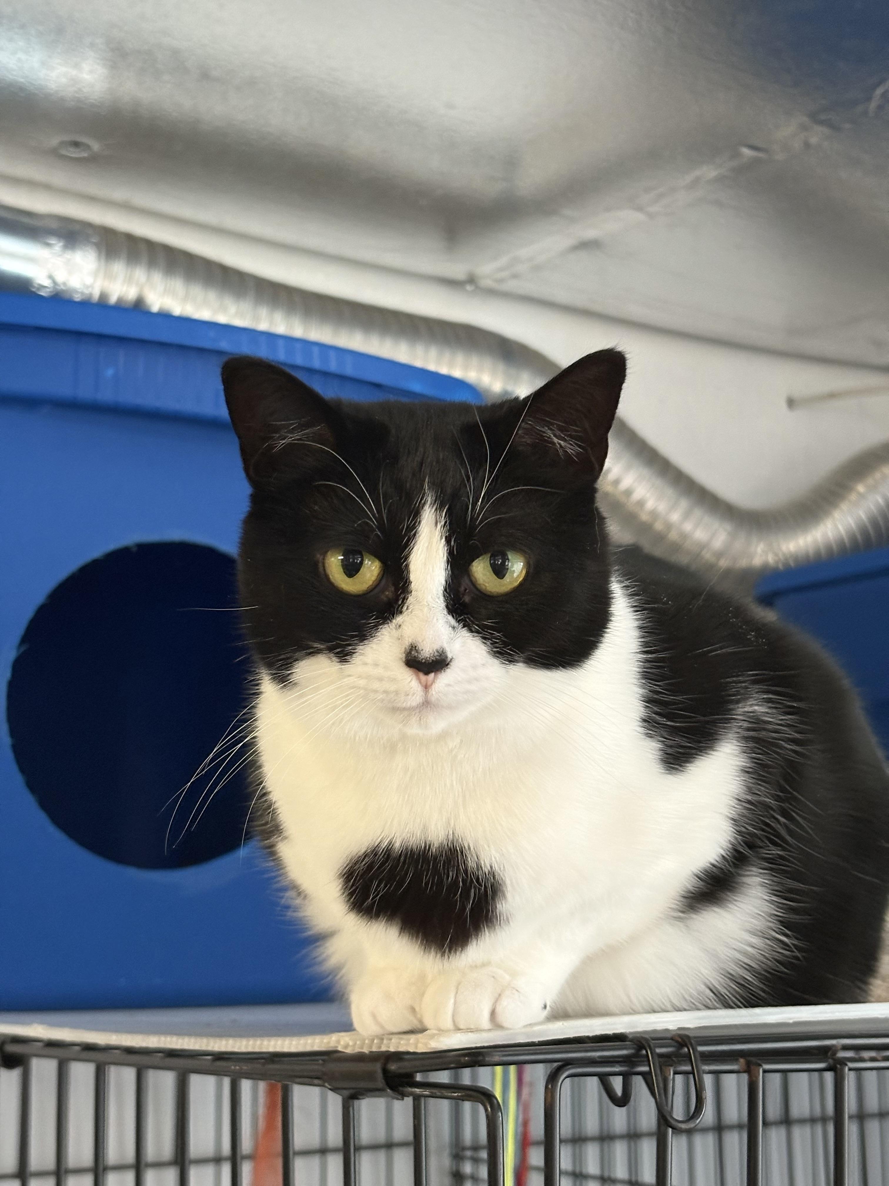 Tasha, Adoptable, Adult Female Tuxedo.
