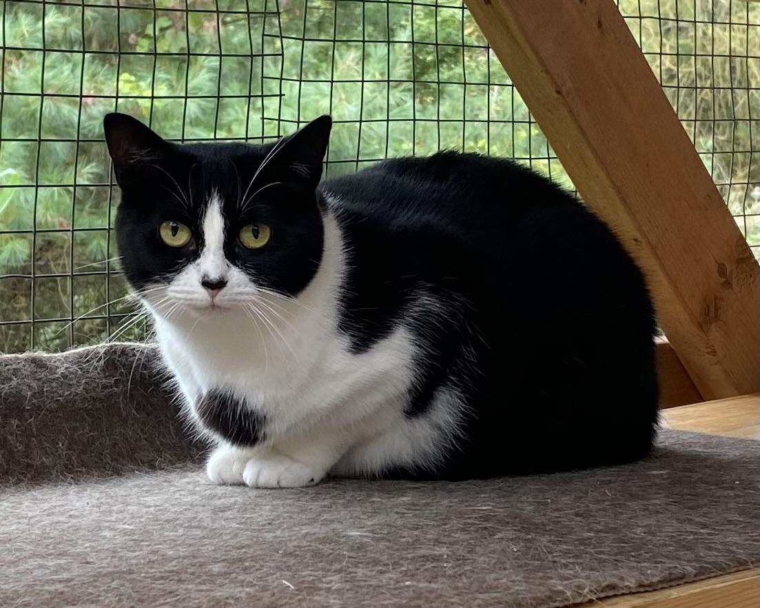 Tasha, Adoptable, Adult Female Tuxedo.