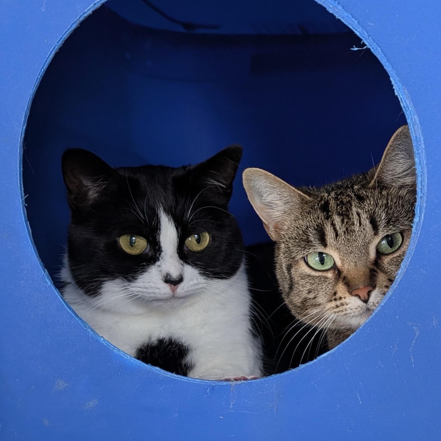 Tasha, a Adoptable Tuxedo in Stanstead, QC image 6/6