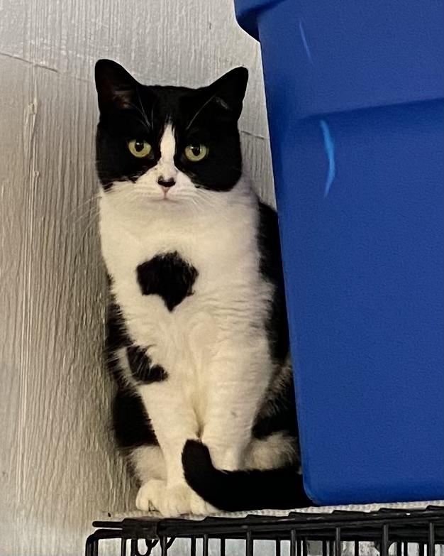 Tasha, a Adoptable Tuxedo in Stanstead, QC image 3/6