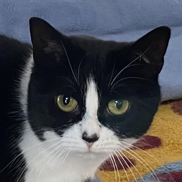 Tasha, Adoptable, Adult Female Tuxedo.
