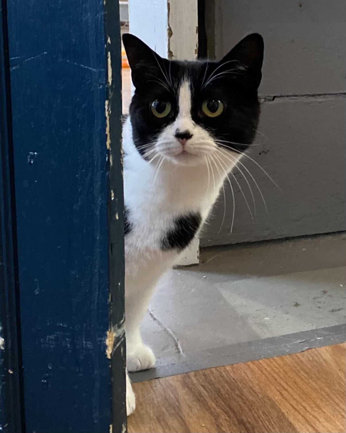 Tasha, a Adoptable Tuxedo in Stanstead, QC image 5/6