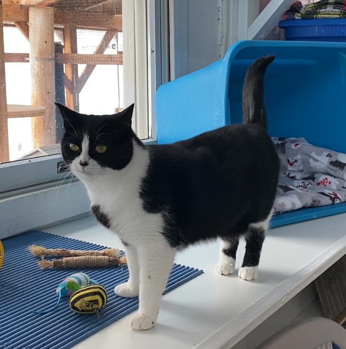 Enlarge Tasha, a Adoptable Tuxedo in Stanstead, QC video 3/6