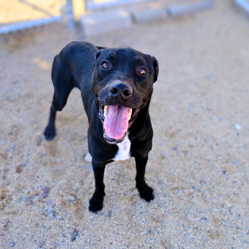 Enlarge Goober, a Adoptable Mixed Breed in Albuquerque, NM image 6/6