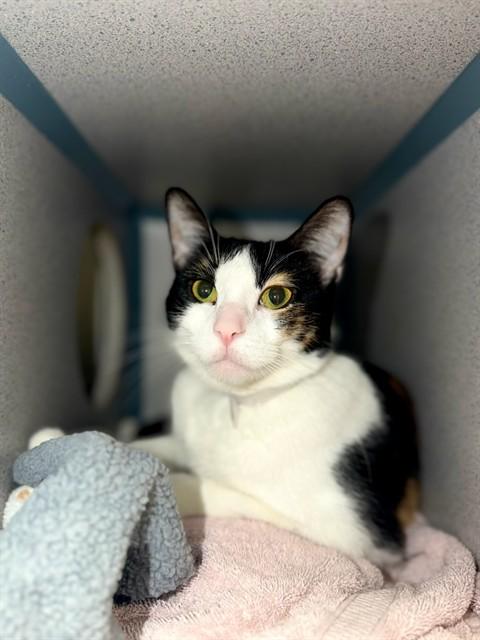 IRIS, Adoptable, Adult Female Domestic Short Hair.