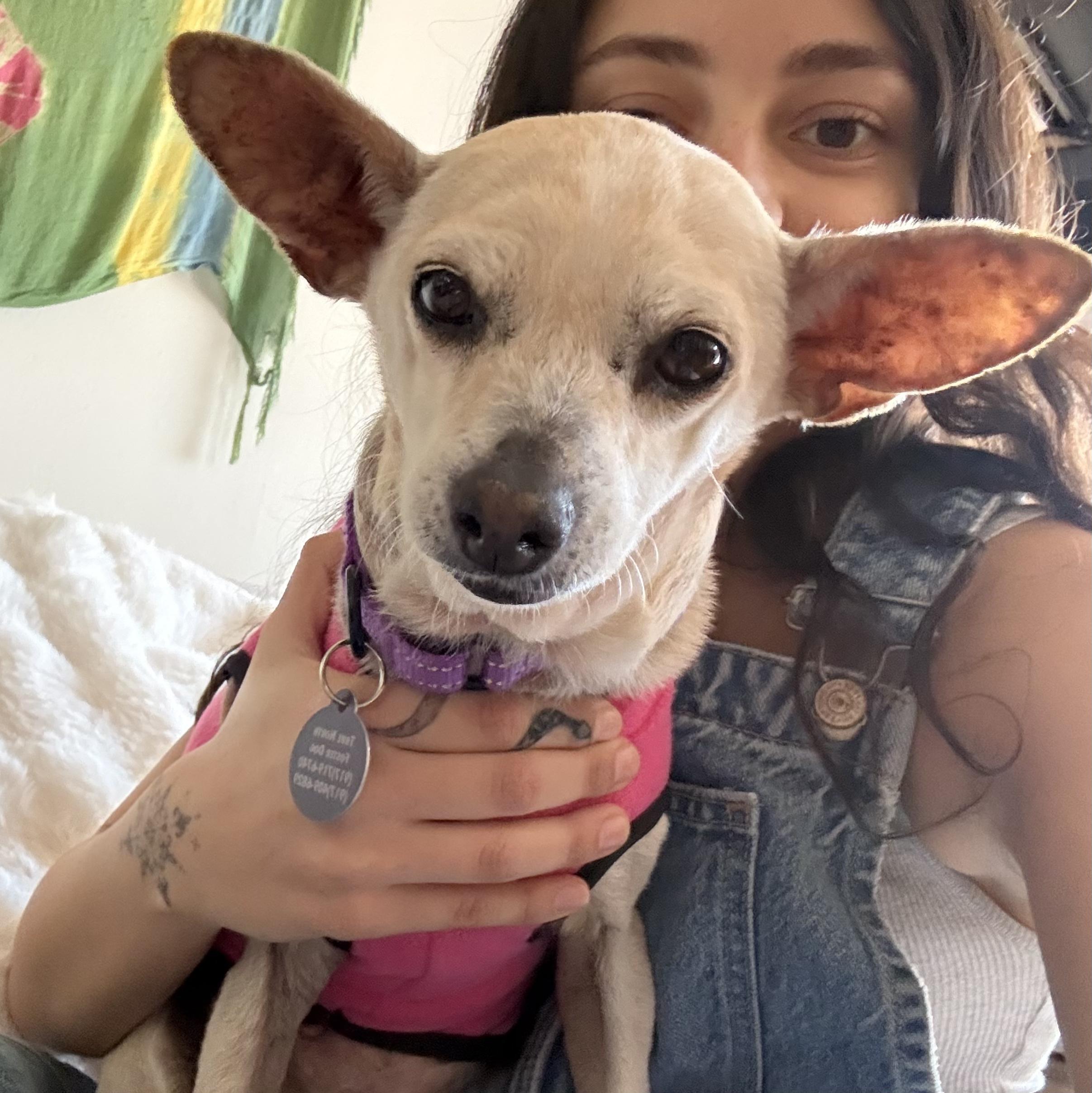 Kahlesi, ADOPTABLE, Senior Female Chihuahua.