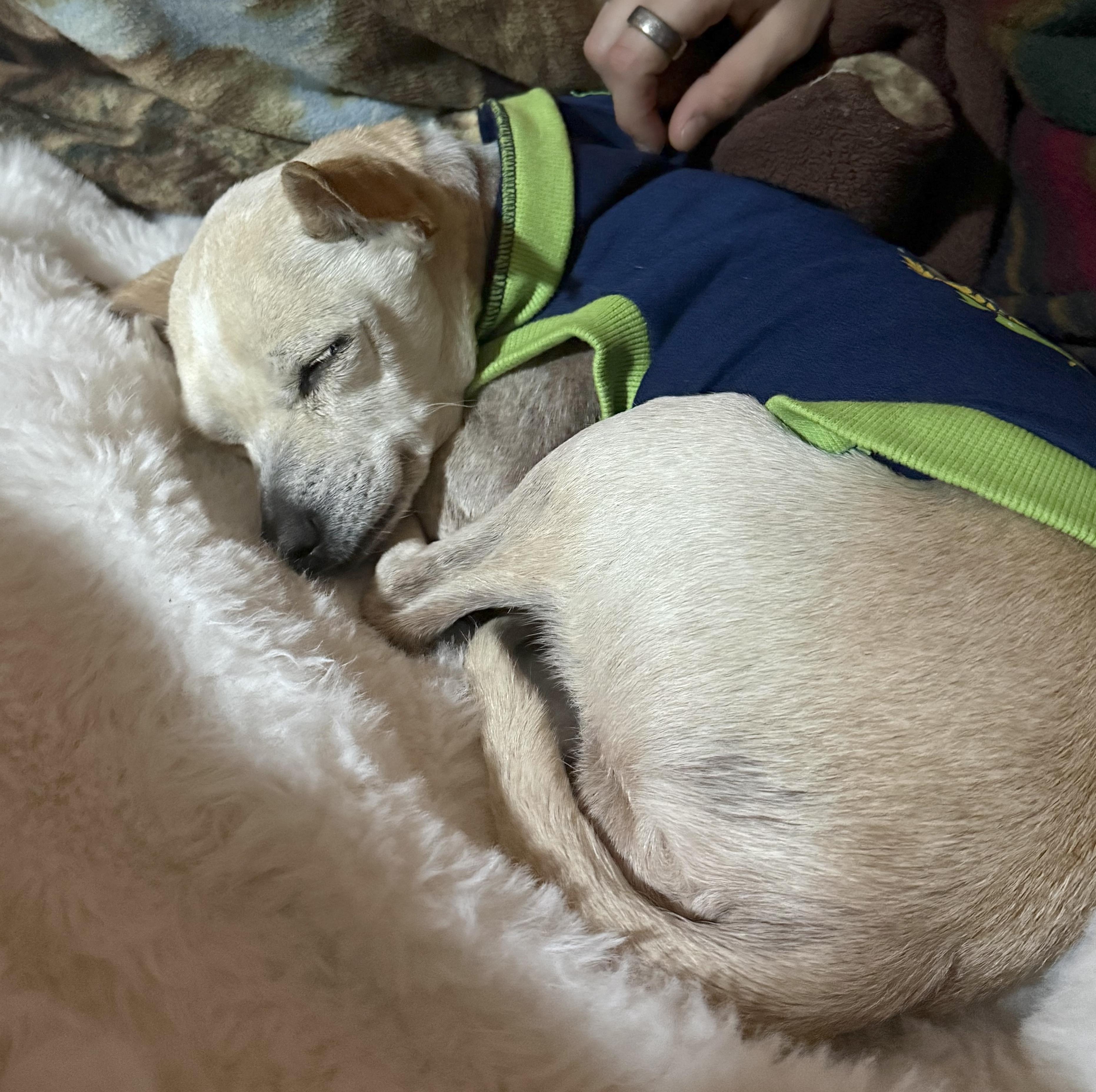 Enlarge Kahlesi, a ADOPTABLE mixed breed in Brooklyn, NY image 5/5