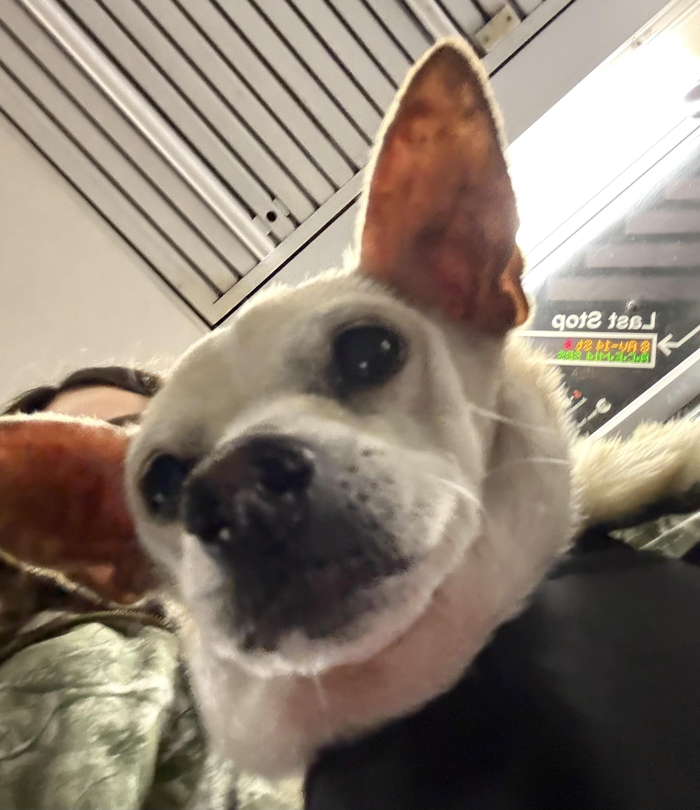 Enlarge Kahlesi, a ADOPTABLE mixed breed in Brooklyn, NY image 4/5