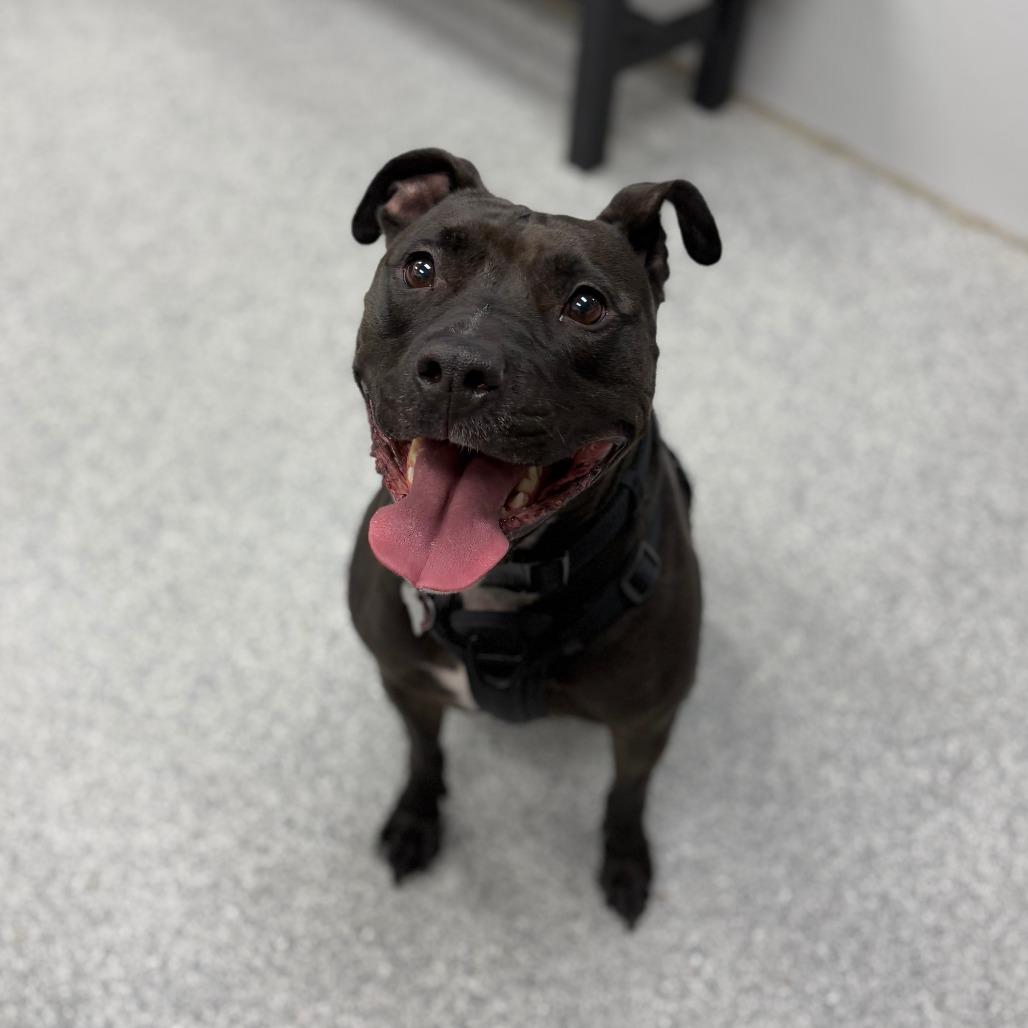 Enlarge Stella, a Adoptable mixed breed in Monticello, IA image 2/6