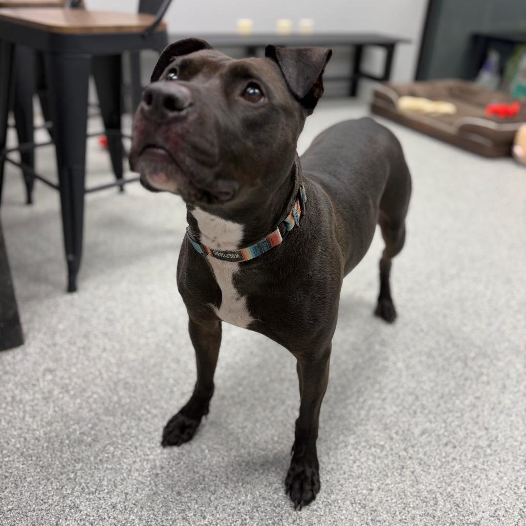 Enlarge Stella, a Adoptable mixed breed in Monticello, IA image 4/6