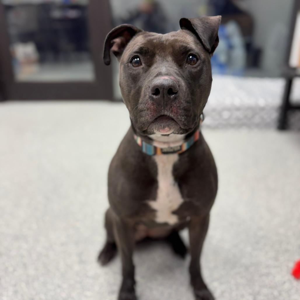 Stella, Adoptable, Adult Female American Staffordshire Terrier & Mixed Breed.