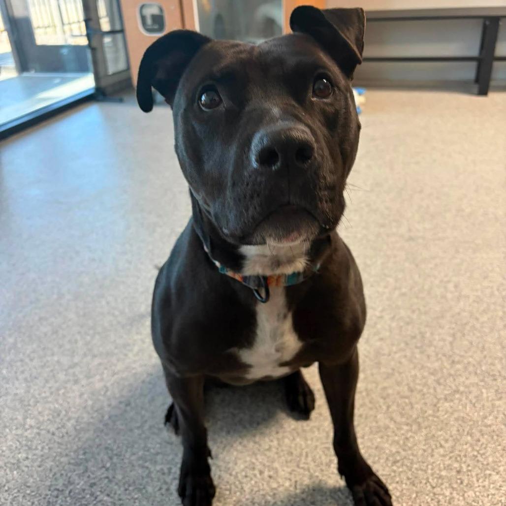 Stella, a Adoptable mixed breed in Monticello, IA image 5/5