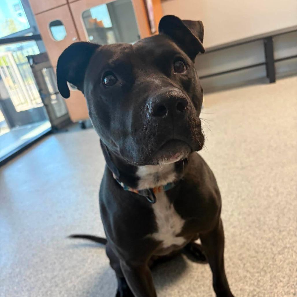 Stella, a Adoptable mixed breed in Monticello, IA image 3/5
