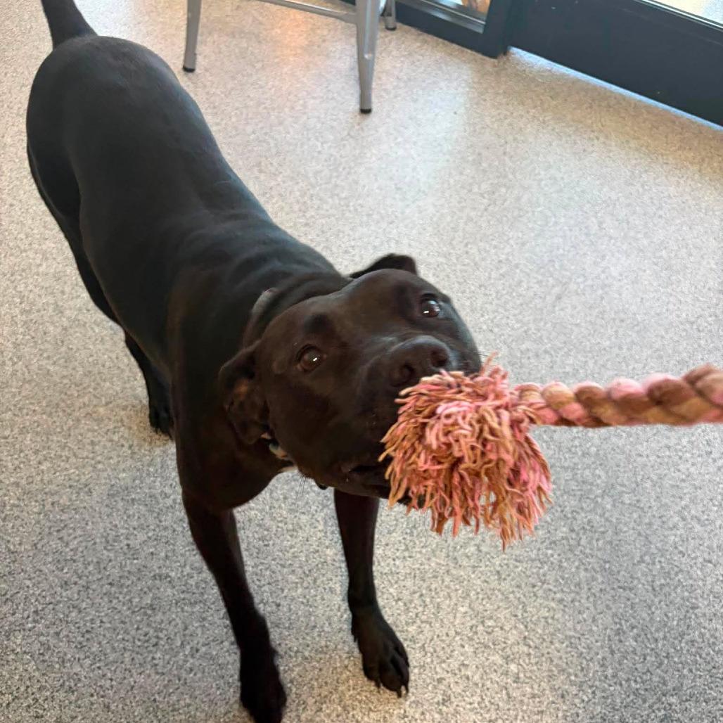 Stella, a Adoptable mixed breed in Monticello, IA image 4/5