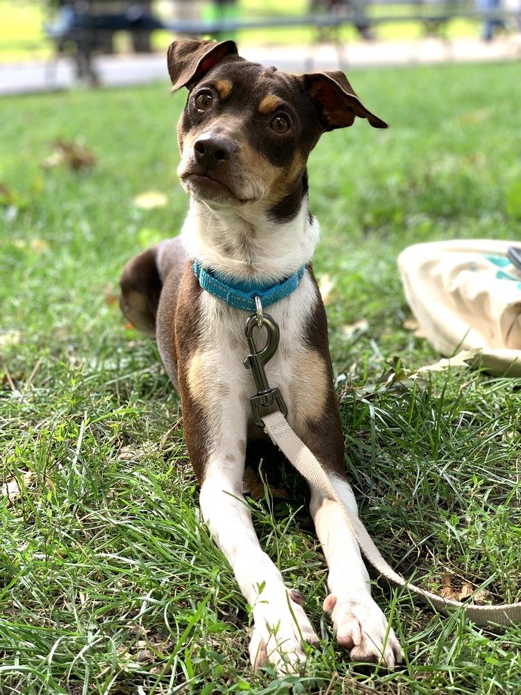 Charlie, a Adoptable mixed breed in New York, NY image 1/3