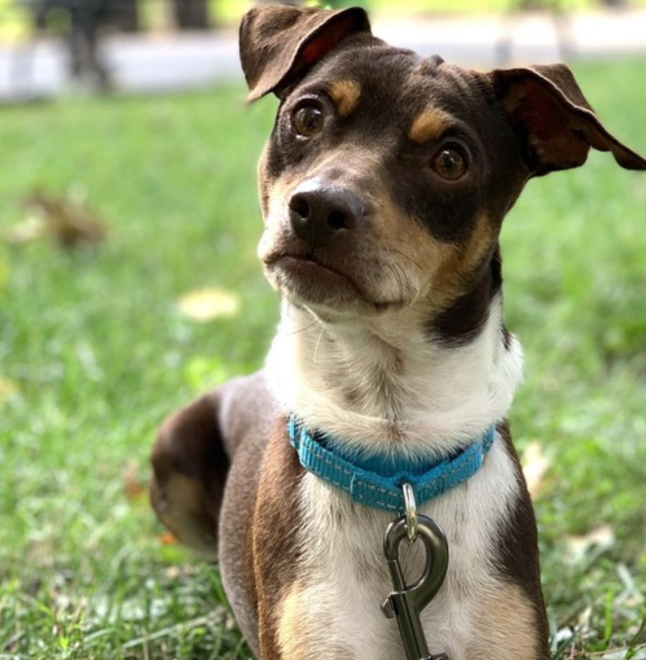 Charlie, a Adoptable mixed breed in New York, NY image 2/3