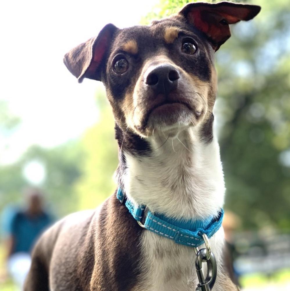 Charlie, a Adoptable mixed breed in New York, NY image 3/3
