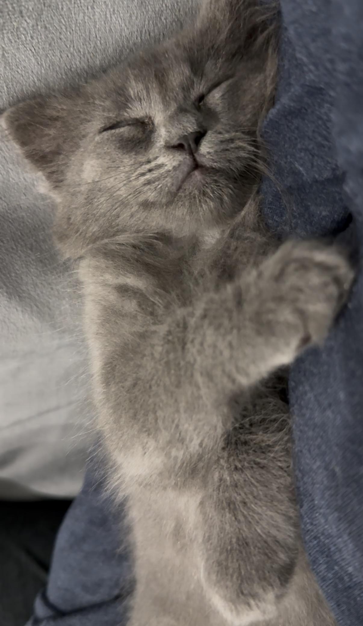 Enlarge Dumplin', an adopted Domestic Long Hair in Fort Worth, TX image 3/5