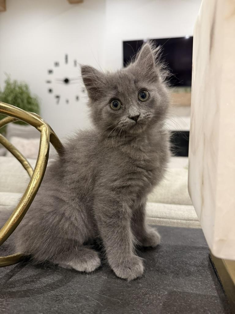 Enlarge Dumplin', an adopted Domestic Long Hair in Fort Worth, TX image 2/5
