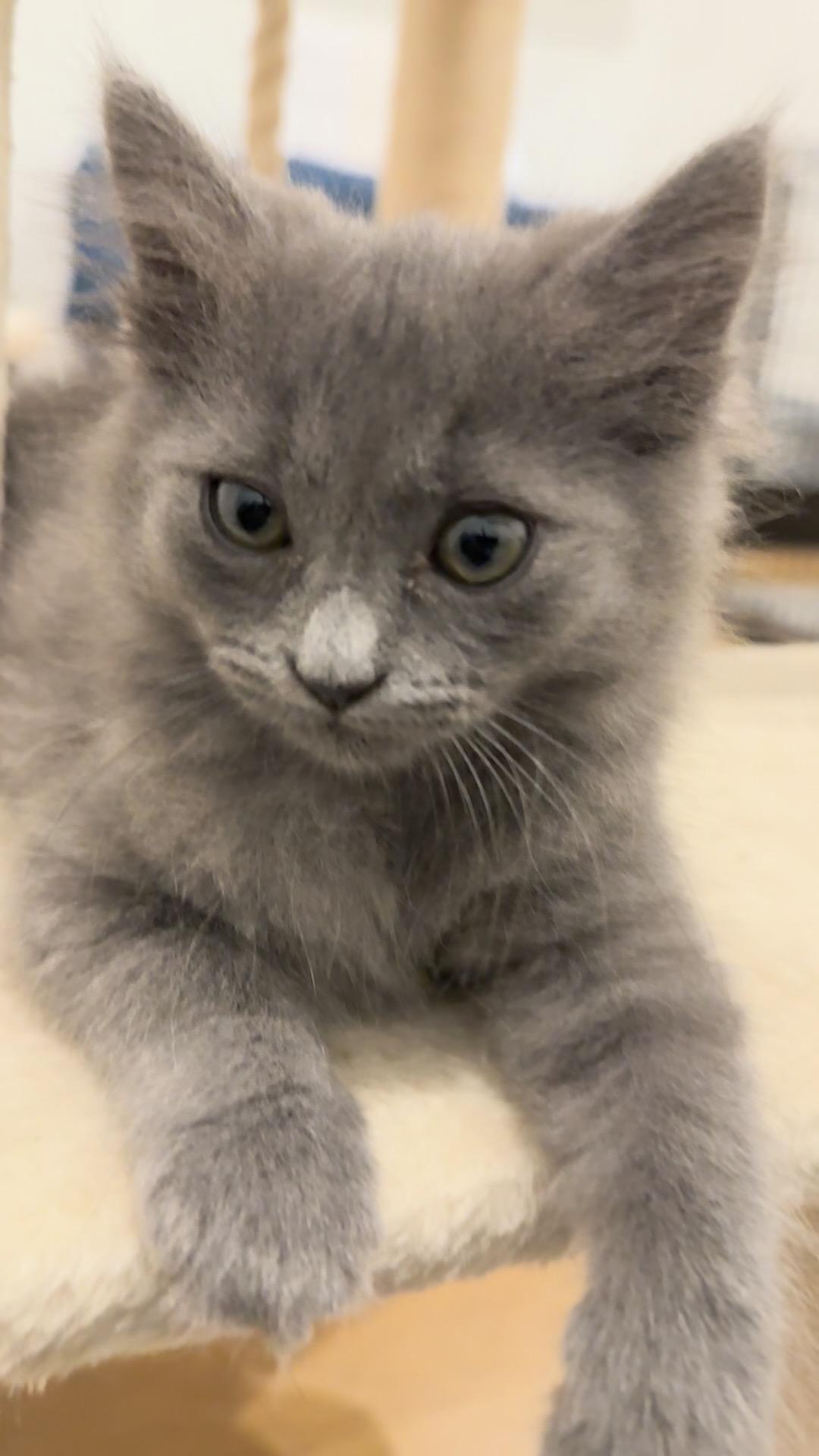 Enlarge Dumplin', an adopted Domestic Long Hair in Fort Worth, TX image 4/5